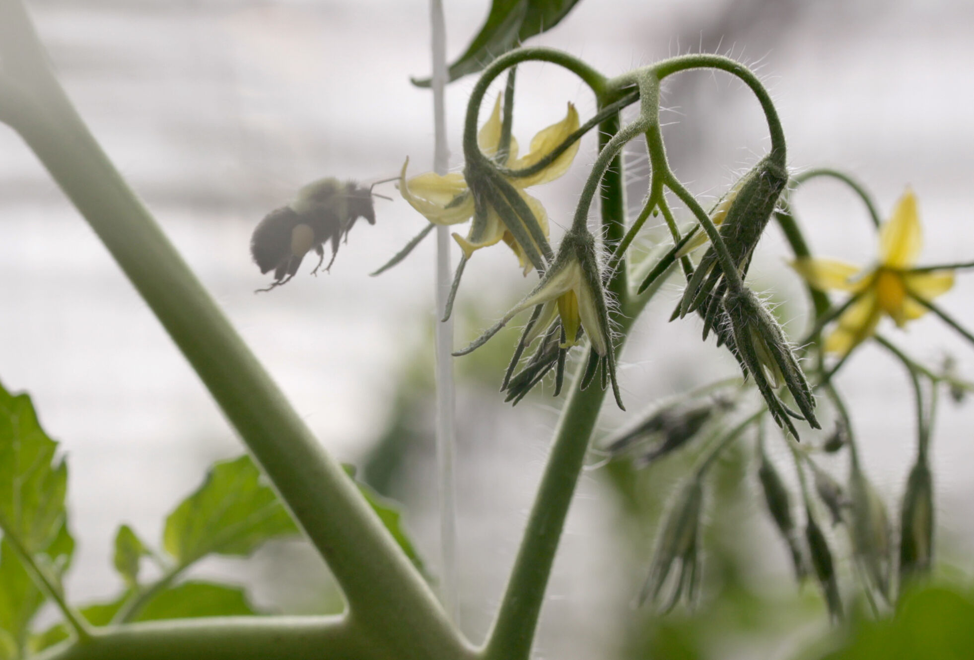 Mantén frescos a tus abejorros en verano
