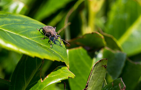 Black vine weevil