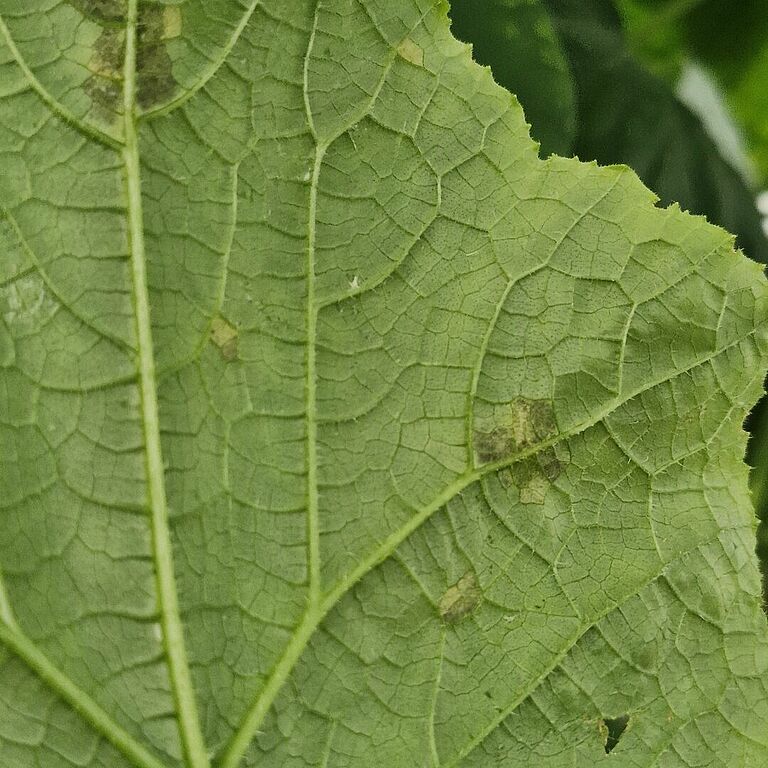 nderside of a cucumber leaf infected with downy mildew of cucurbits (Pseudoperonospora cubensis), showing characteristic angular necrotic lesions. Image captured in Spain, 2026.