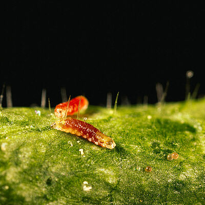 Feltiella acarisuga estado larvario