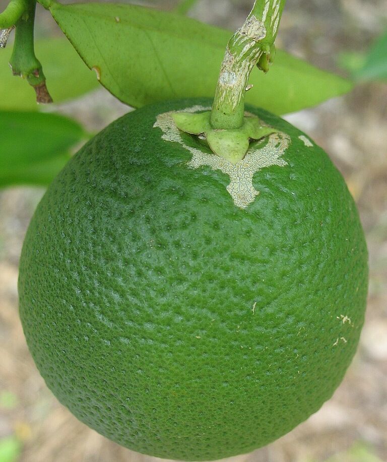 Orange damage caused by South African Citrus thrips Scirtothrips aurantii