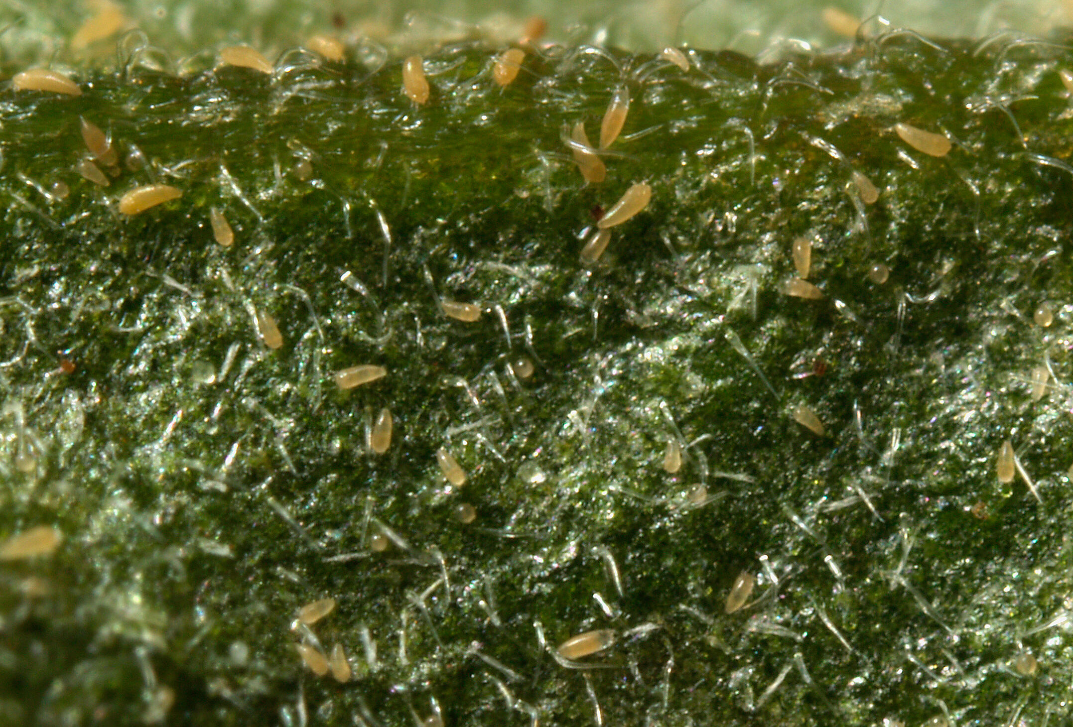 ¿Los ácaros fitófagos atacan tu cultivo? Protégelo con Veni Sulfur