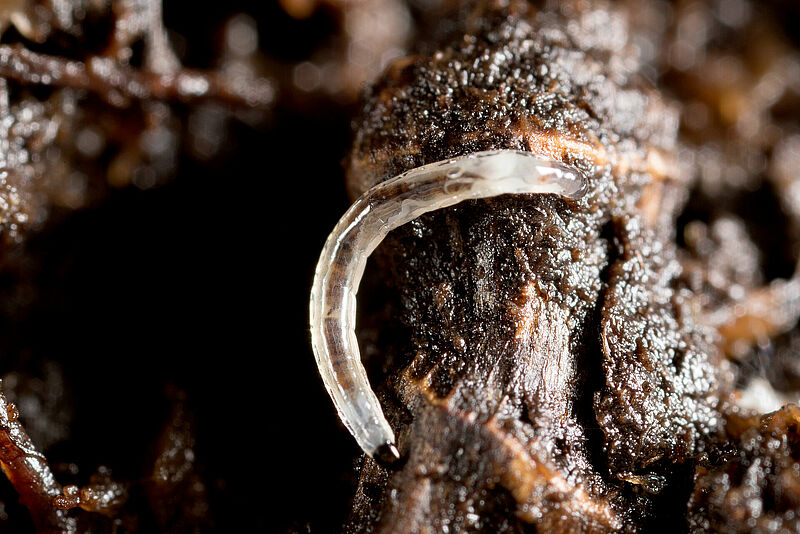 Larva de fungus gnat colonizada por Entonem.