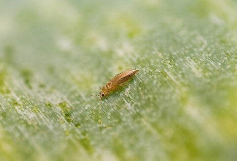 Las desgracias rara vez vienen solas y lo mismo ocurre con los trips