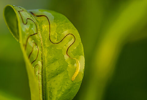 Citrus leaf miner