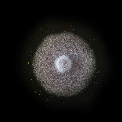 Basal rot Fusarium oxysporum grown in petri dish