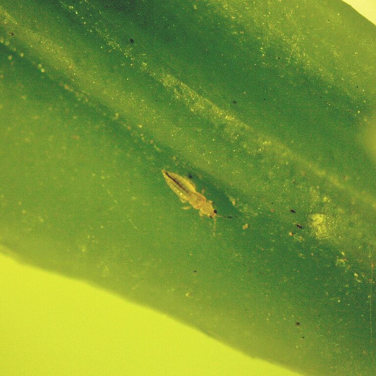 South African Citrus thrips Scirtothrips aurantii Adult