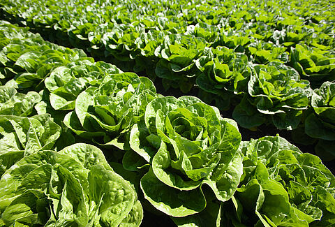 Lechuga