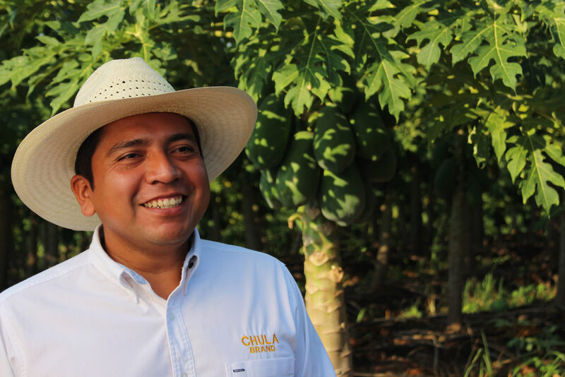 Chula Brand es pionera en el biocontrol de plagas en papaya Koppert