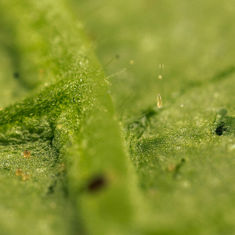 Feltiella acarisuga fase Del Huevo
