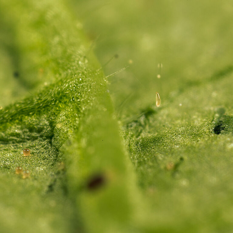 Feltiella acarisuga fase Del Huevo
