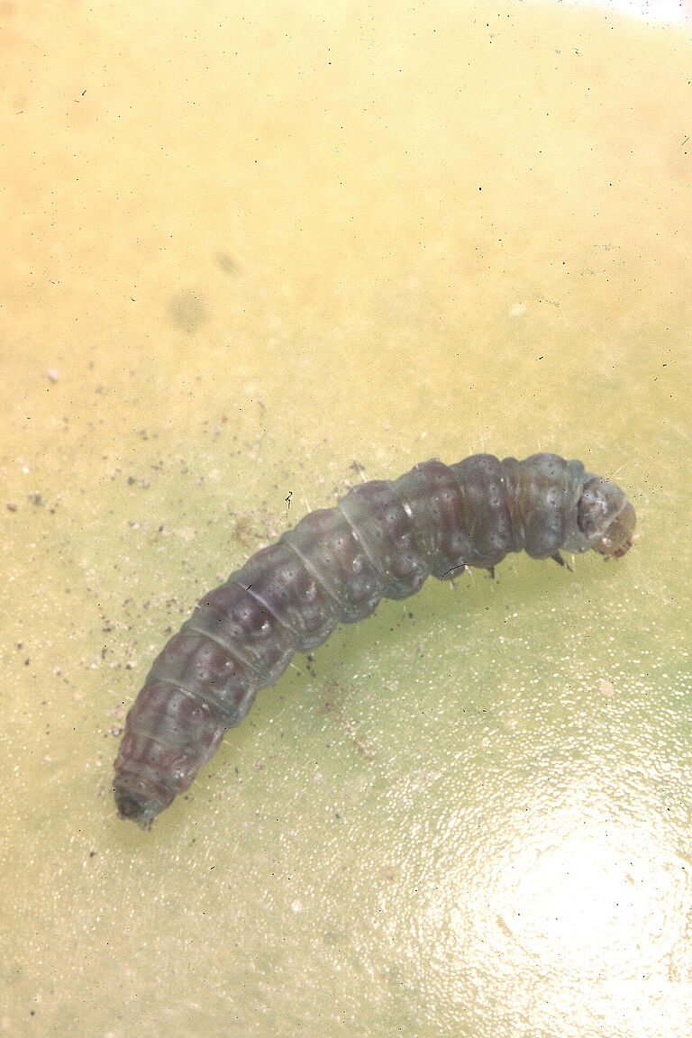 Larva of Tomato pinworm Keiferia lycopersicella