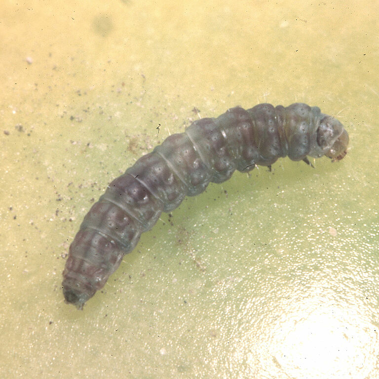 Larva of Tomato pinworm Keiferia lycopersicella