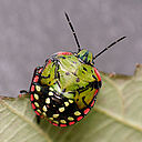 Nymph of the Southern Green Stink bug Nezara viridula
