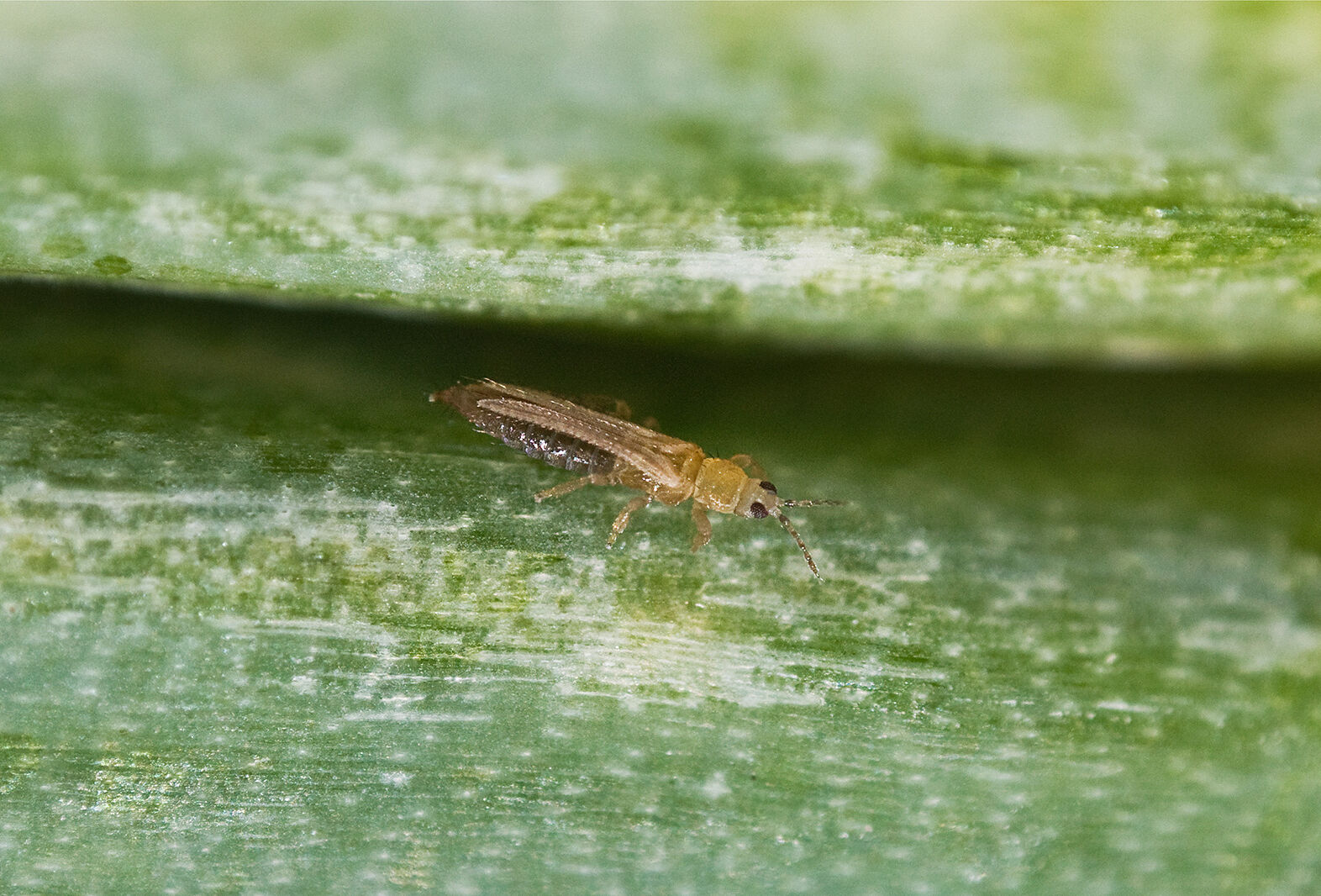 ¡Las infestaciones de trips a menudo son subestimadas!