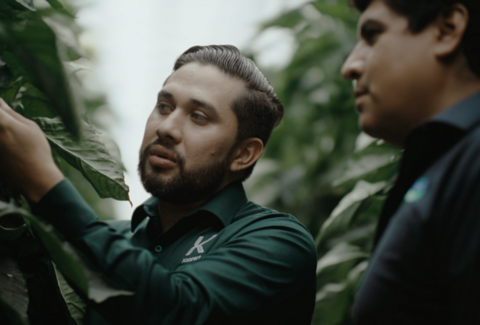 La Hacienda Fresh aumenta la rentabilidad de su cultivo gracias al control biológico