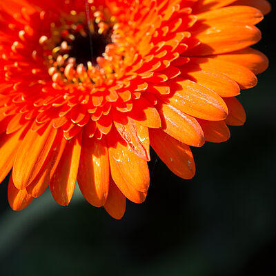 Western Flower Thrips Frankliniella occidentalis damage on a gerbera flower