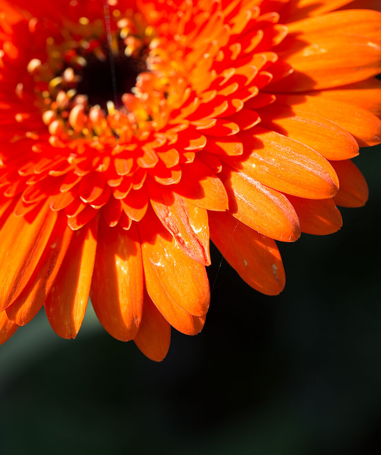 Western Flower Thrips Frankliniella occidentalis damage on a gerbera flower