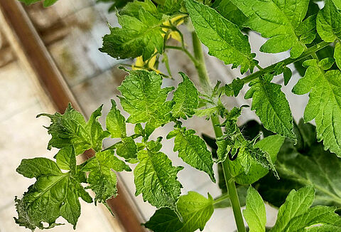 4 virus de cuidado en el tomate