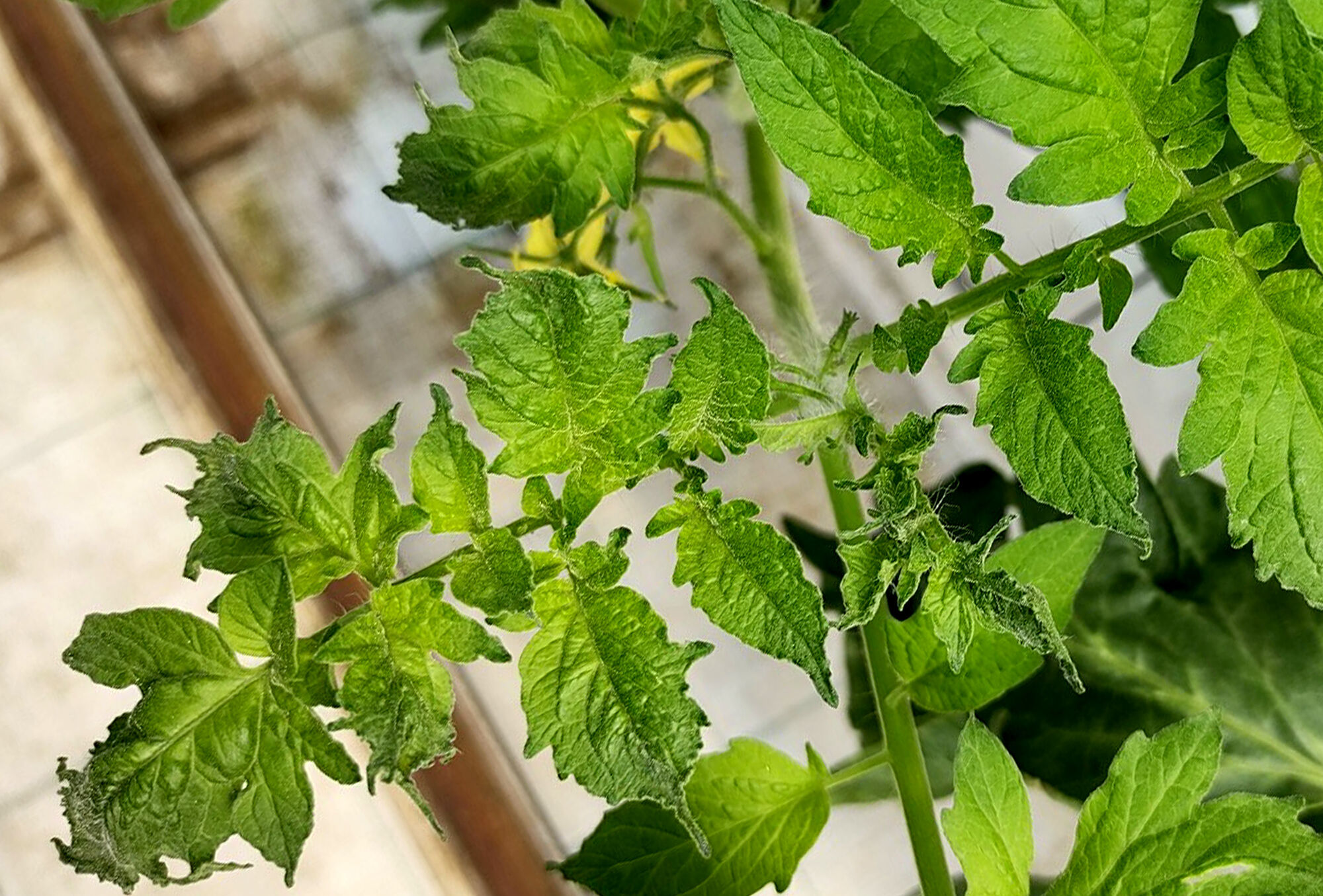 4 virus de cuidado en el tomate