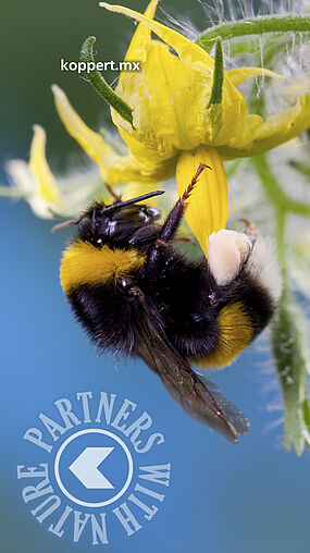 Bombus terrestris en flor de tomate 