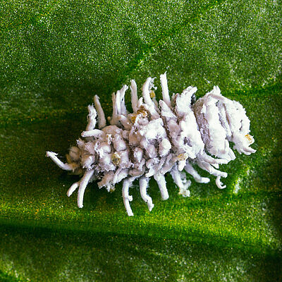 Crypolaemus montrouzeri estado larvario