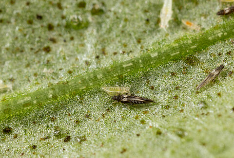 Echinothrips americanus