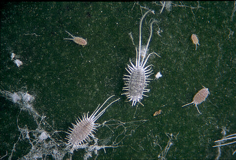 Chanchito blanco de cola larga