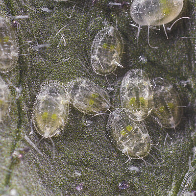 Foto: Ninfas de Trialeurodes vaporariorum.