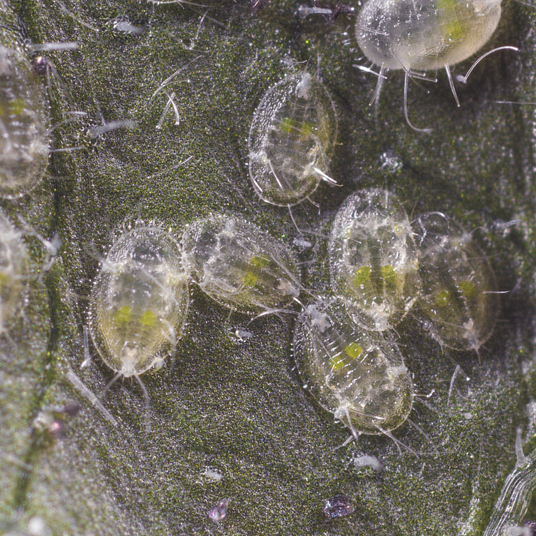 Foto: Ninfas de Trialeurodes vaporariorum.