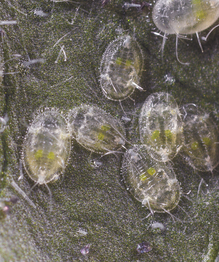 Greenhouse whitefly Trialeurodes vaporariorum Larval stage