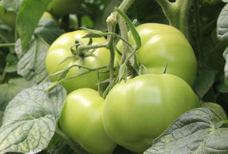 Claves para el mejor rendimiento de un sistema de polinización natural con abejorros