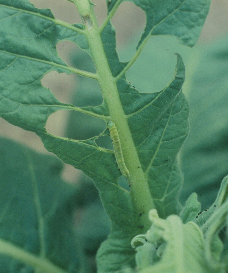 Larva of Tobacco budworm Heliothis virescens