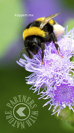 Bombus terrestris Koppert 