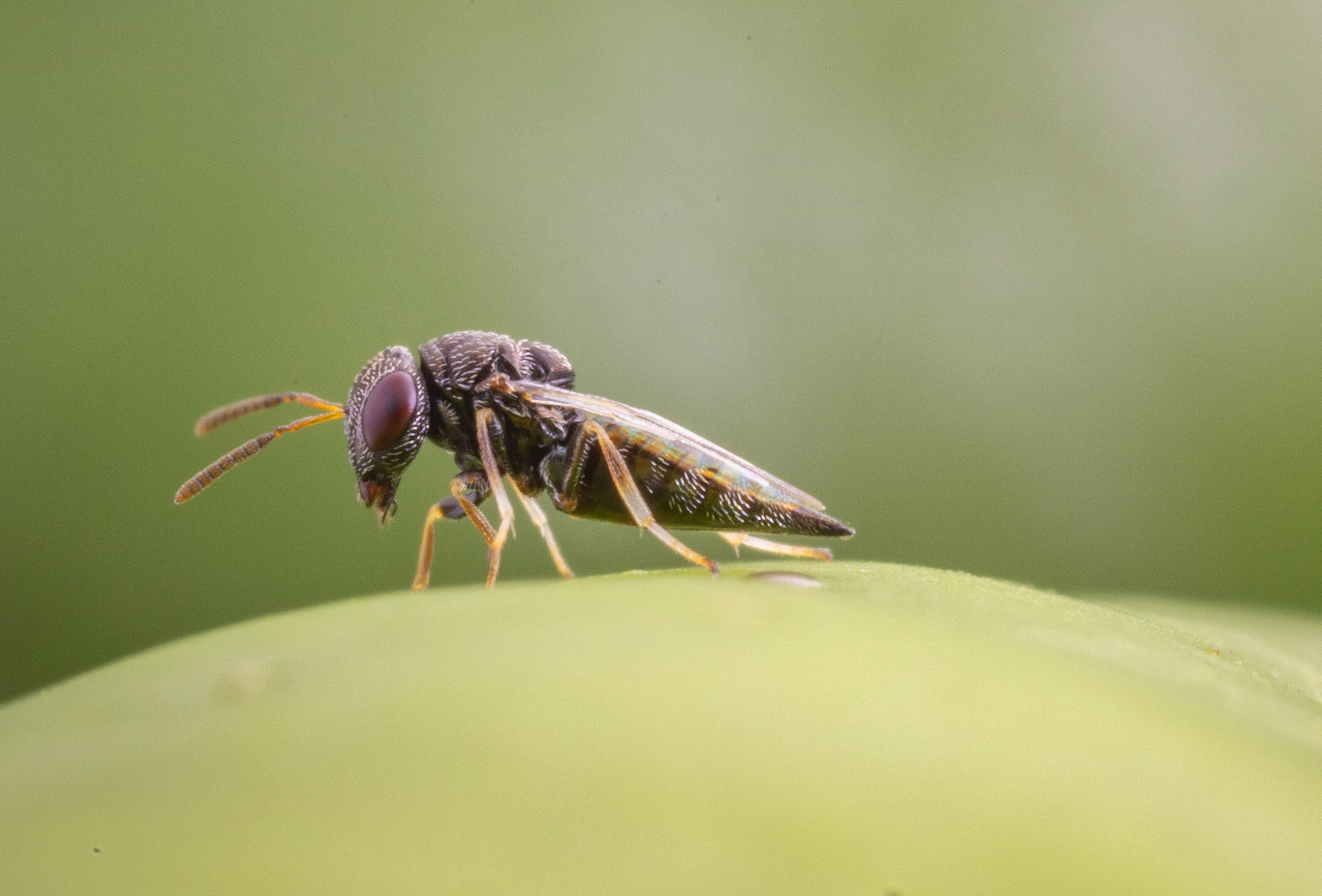 7 razones para usar Catopar contra el picudo del chile