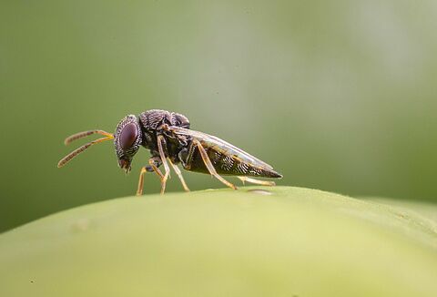 7 razones para usar Catopar contra el picudo del chile