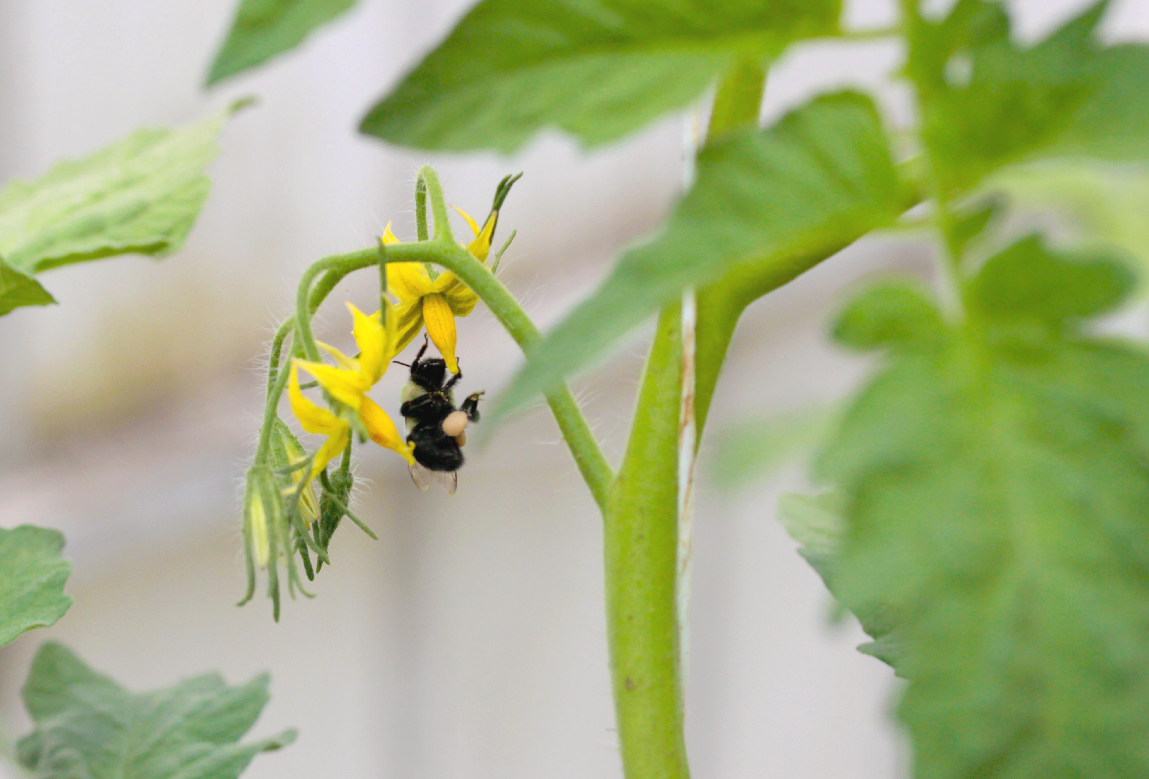 Sistemas de polinización natural en altas temperaturas