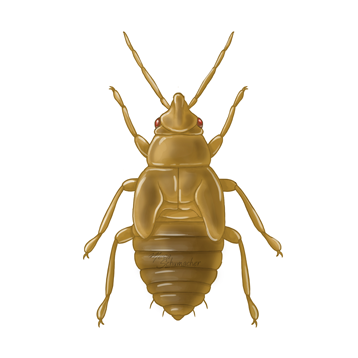 Orius laevigatus ninfa mayor