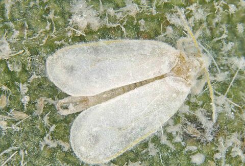 Mosca blanca espirales