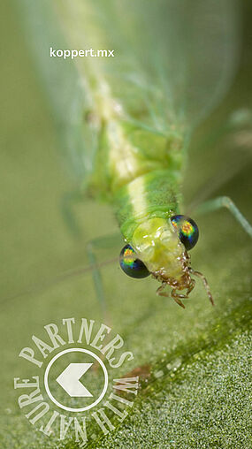 Chrysoperla lucasina