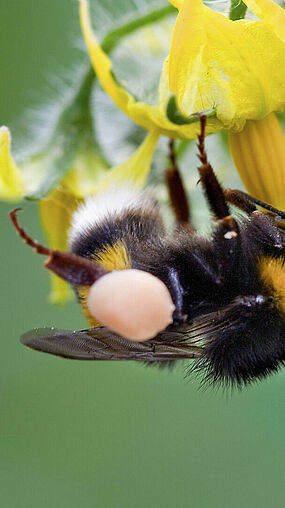 Bombus terrestris en flor de tomate 