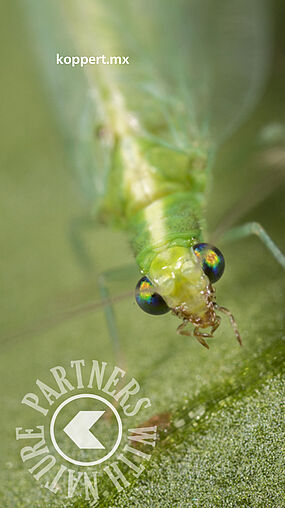 Chrysoperla lucasina