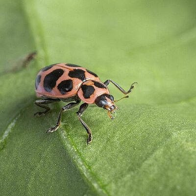 Adulto de Coleomegilla maculata