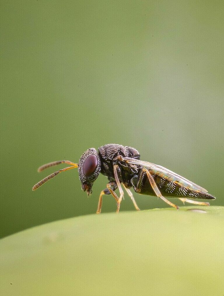 Catopar