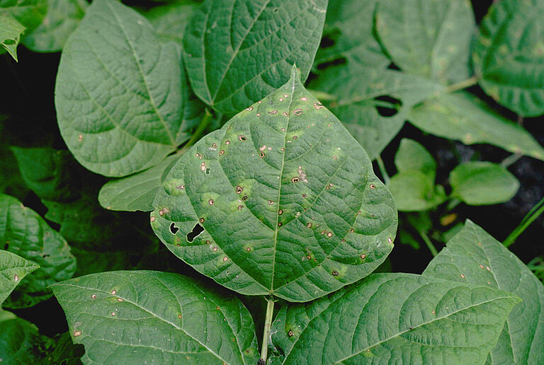 Thanatephorus cucumeris