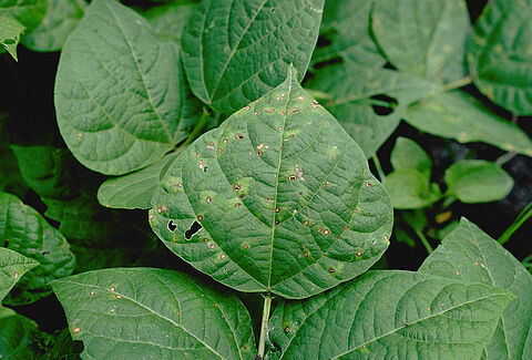 Rhizoctonia solani