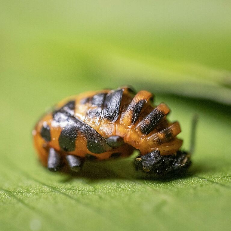 Pupa de Coleomegilla maculata