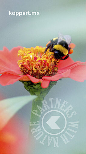 Bombus terrestris polinizando 