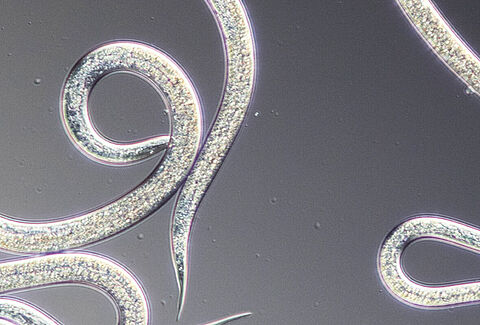 Una nueva etapa para los nematodos de Koppert