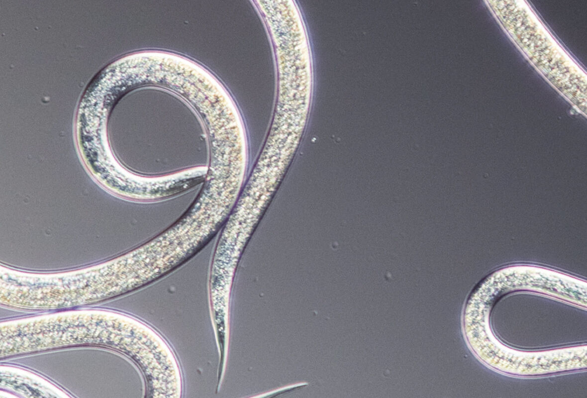 Una nueva etapa para los nematodos de Koppert
